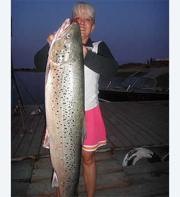Record photograph for Salmo ciscaucasicus